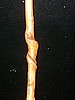 Staffs
